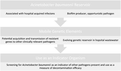 Hospital Reservoirs of Multidrug Resistant Acinetobacter Species—The Elephant in the Room!